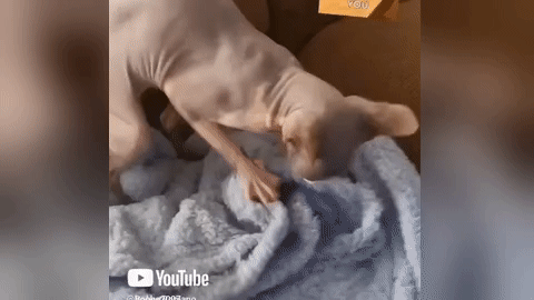 Robert Romano profile image